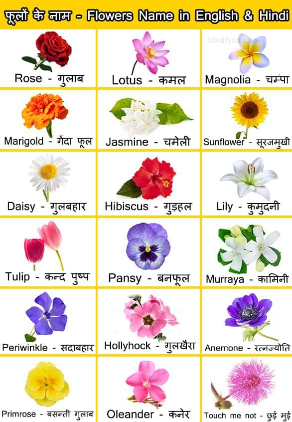 Flower Name List Hindi And English Best Flower Site