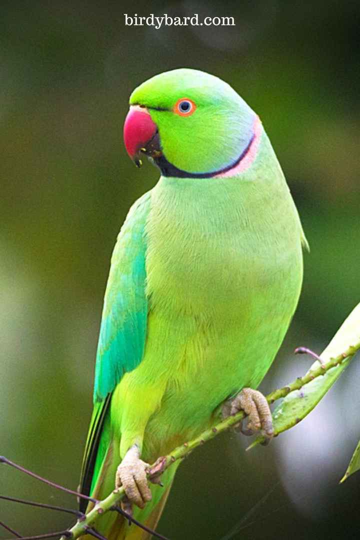 Tuntuni, abirasik, bird, birds, humming, pakhi, purple, HD phone wallpaper  | Peakpx