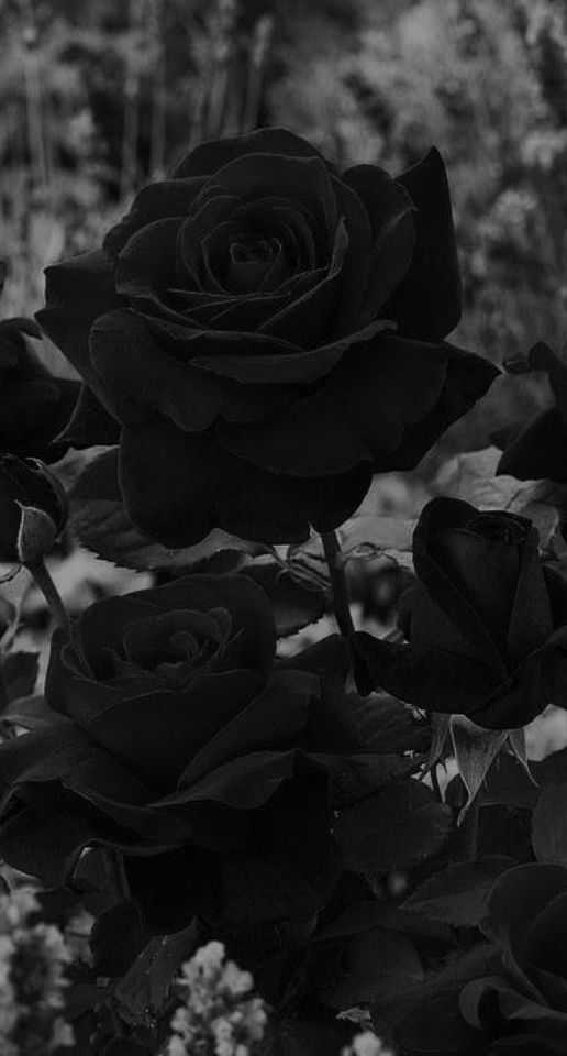 Black rose, HD phone wallpaper | Peakpx
