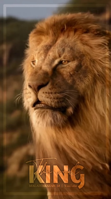 lion /XG9cxhBVqngThe #lion #animal #💘love quotes & videos  #video #vibes video real king attitude status WhatsApp status | The lion  king | tamil video Naanum Rowdy Dhaan - ShareChat - Funny, Romantic,
