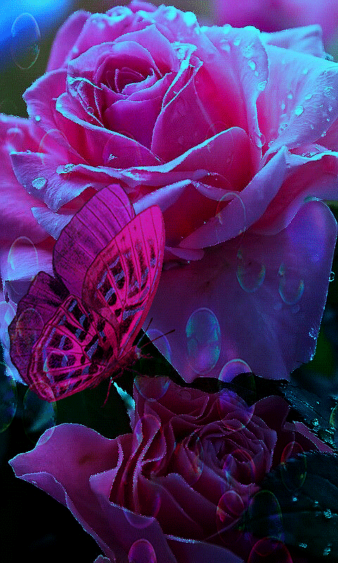 Love Rose Red  Free GIF on Pixabay  Pixabay