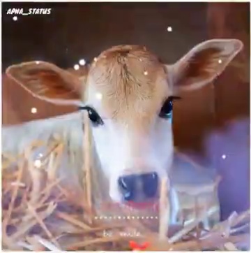 HD cow mata wallpapers  Peakpx