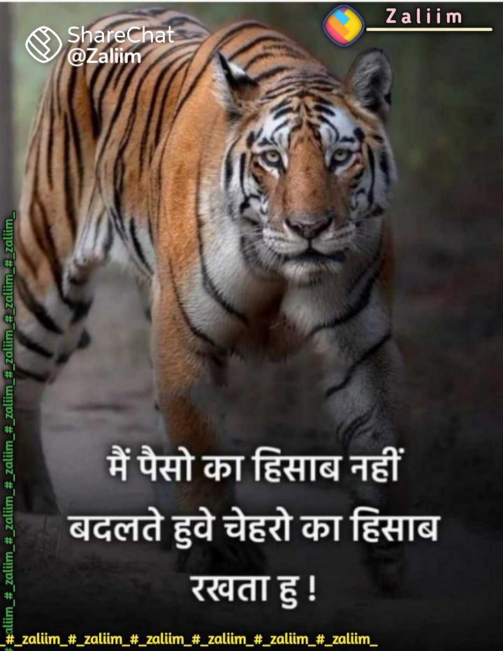 sad tiger quotes