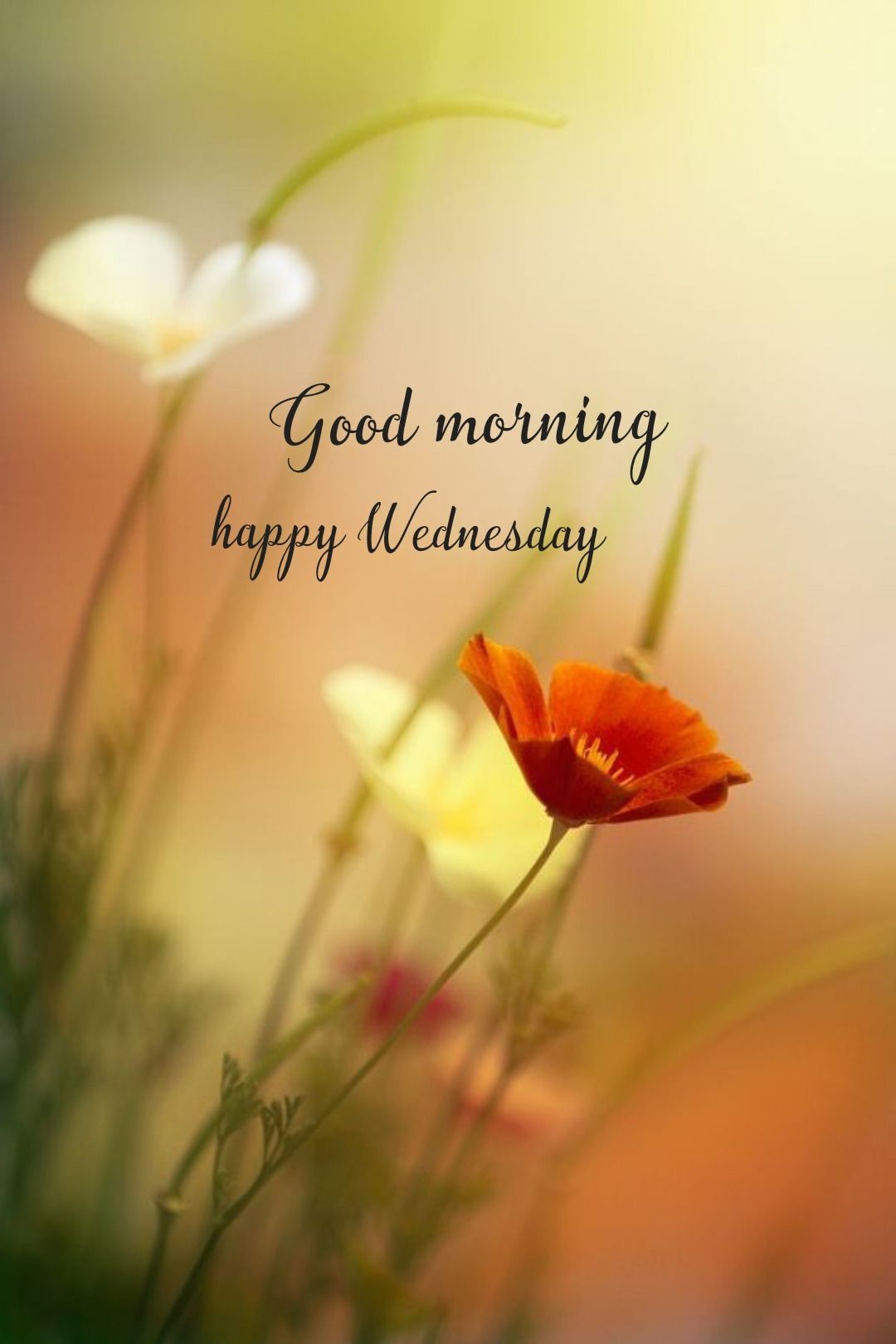 Happy Wednesday# Images • kalyani (@kalyani___) on ShareChat
