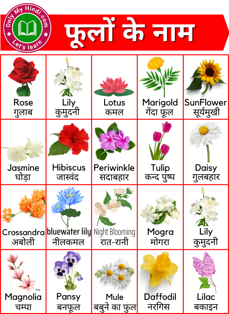 Flower Names in Hindi & English with Images (150+ फूलों के नाम)