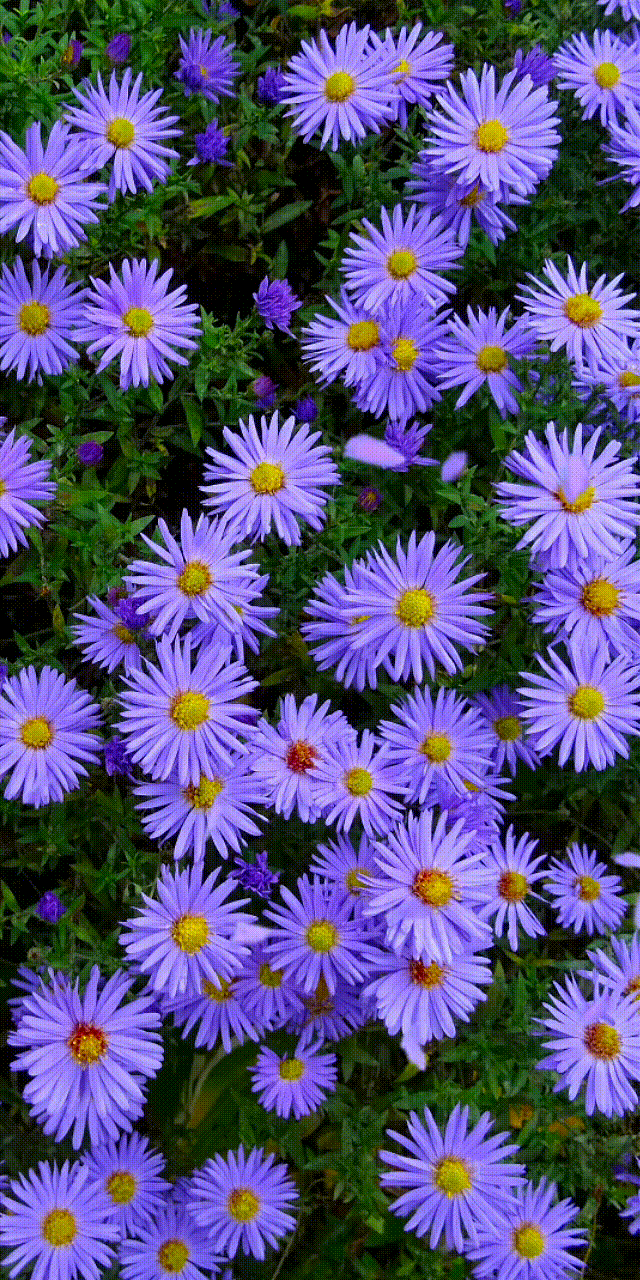 Flower Gifs Images