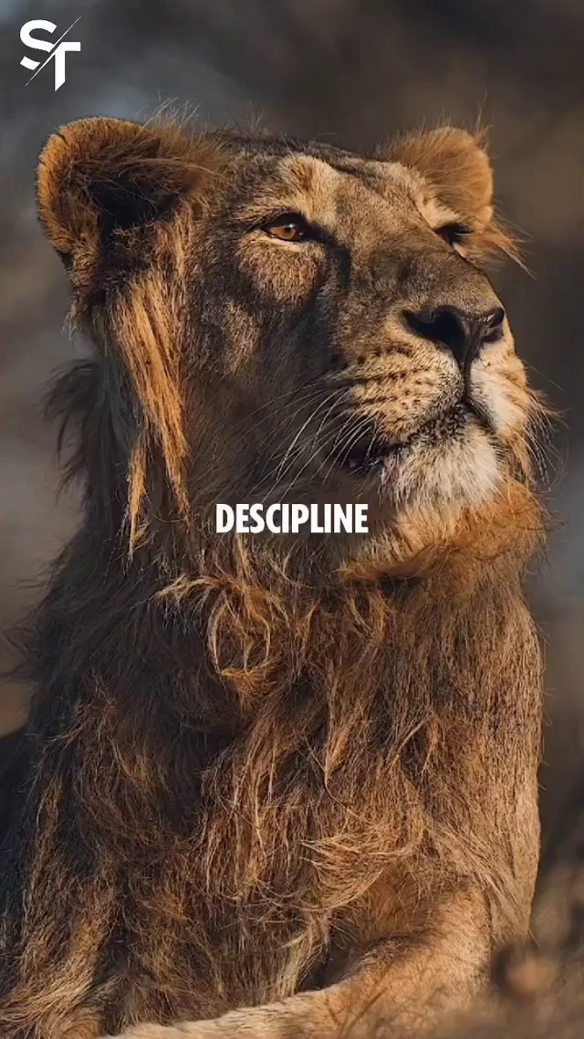 loin The king #loin The king #Indian loin #king lion's ##lion_csk #🧧🎀LIONS  🦁AND🦁 LIONESSES🧧🎀 video Muskan - ShareChat - Funny, Romantic, Videos,  Shayari, Quotes