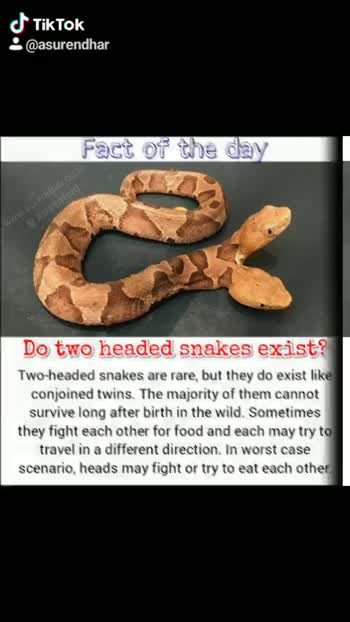 🌎பொது அறிவு Do two-headed Snakes 🐍 exist?#factoftheday #fact  #facts#surenfotd #twoheaded #snake#exist video Suren - ShareChat - Funny,  Romantic, Videos, Shayari, Quotes