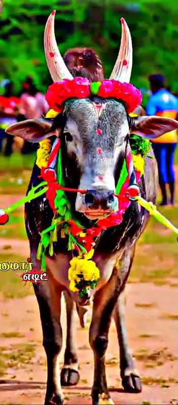 Portrait of a Jallikattu BullBull Fights is held in the villages of Tamil  Nadu as a part of the harvest festivalSouth Indian village Jallikattu bull  Stock Photo  Alamy
