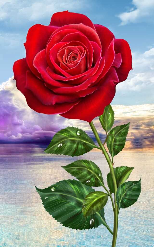 Red RoseRose wallpaper  whatsapp dp Images  sainmii55  sainmii55 on ShareChat