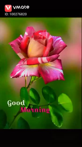 good morning god 🌹🌸🌷🌼🌻 🌳🍁 good morning 🌳🍁 #good morning god  🌹🌸🌷🌼🌻 video ♥️ Sunil ♥️ - ShareChat - Funny, Romantic, Videos,  Shayari, Quotes