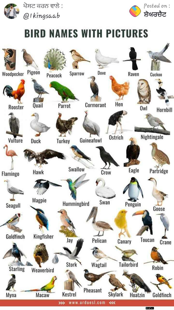 Birds name Images • @khushreet (@2672593501) on ShareChat