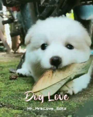 dog lover#dogs ##dog lover#dogs #dog 🐶🐕lovers😍 and 🐶dog 🐶🐕alaparaigal  #puppy love whatsApp status in tamil❤............... dog 🐶🐕❤ #I am always  🐶🐶🐶 dog lover 🐶🐶 🐶🐕 #doggy cuteness 🐶🐕 video ❥˚ᴬᵐᵐᵘ_❡ᵒ_ᴼᵈᶠ*☆@  ☆*.⁶⁵♔🕊.⋆ -
