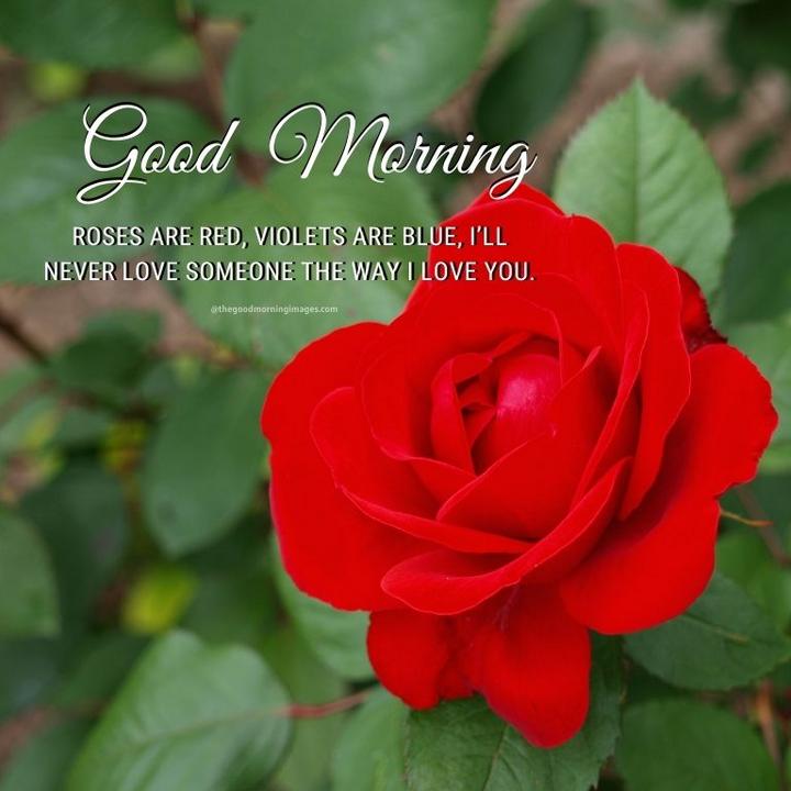 good morning red roses with quotes