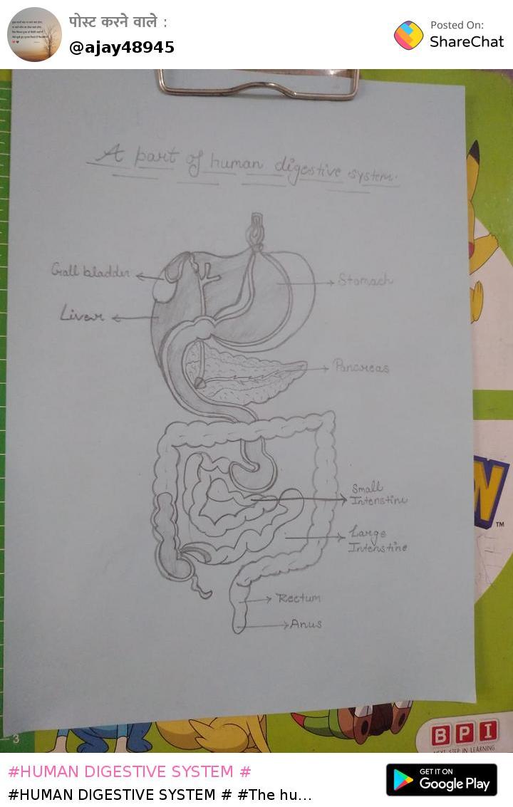 Gastrointestinal tract with the esophagus, liver, stomach, small intestine,  large intestine, and anus labeled - Media Asset - NIDDK