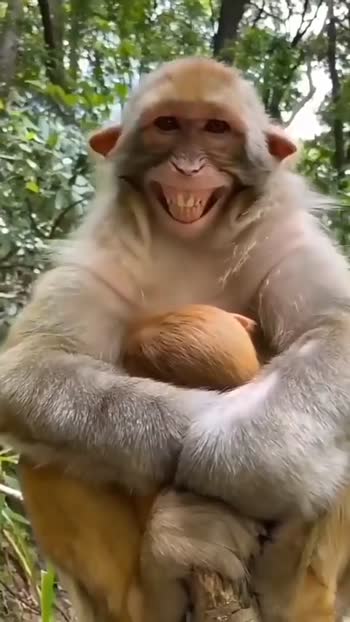 🐒 monkey funny 😂 Videos • Sonali kumari (@me_sona) on ShareChat