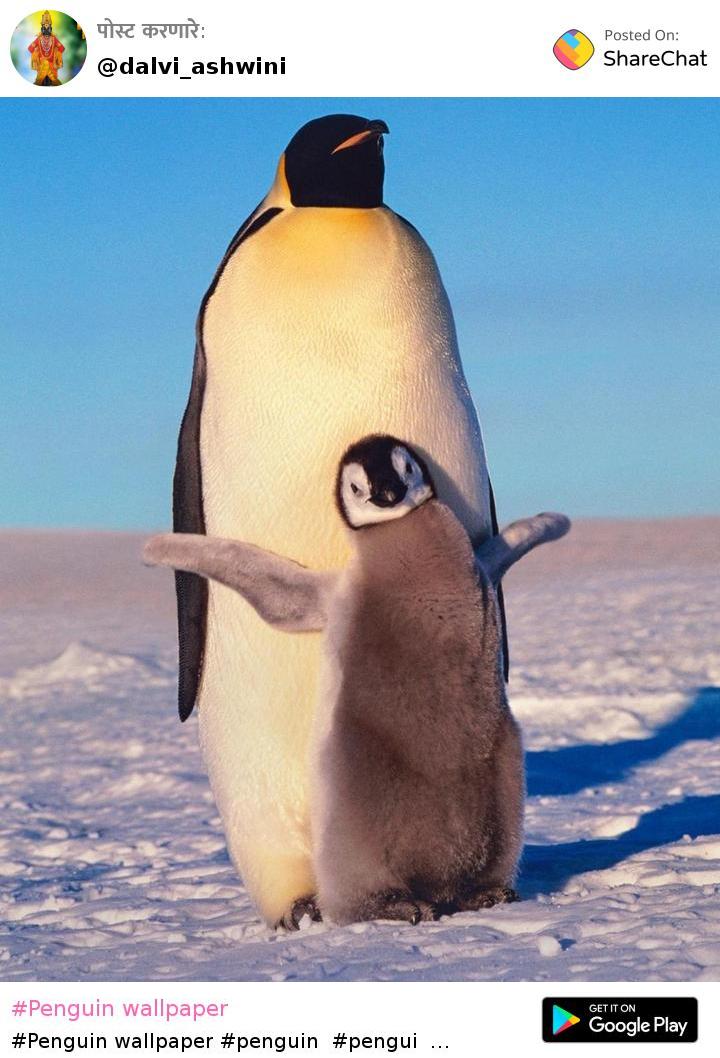 cute baby penguins wallpaper