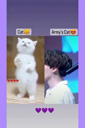 cat lover cat lover Images • 💜BTS Army Girl💜 (@taekook_girl) on ShareChat