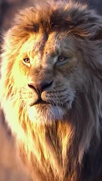The Lion Attitude