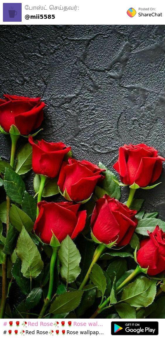 rose wallpaper GIFs  charming  kush charmingk on ShareChat