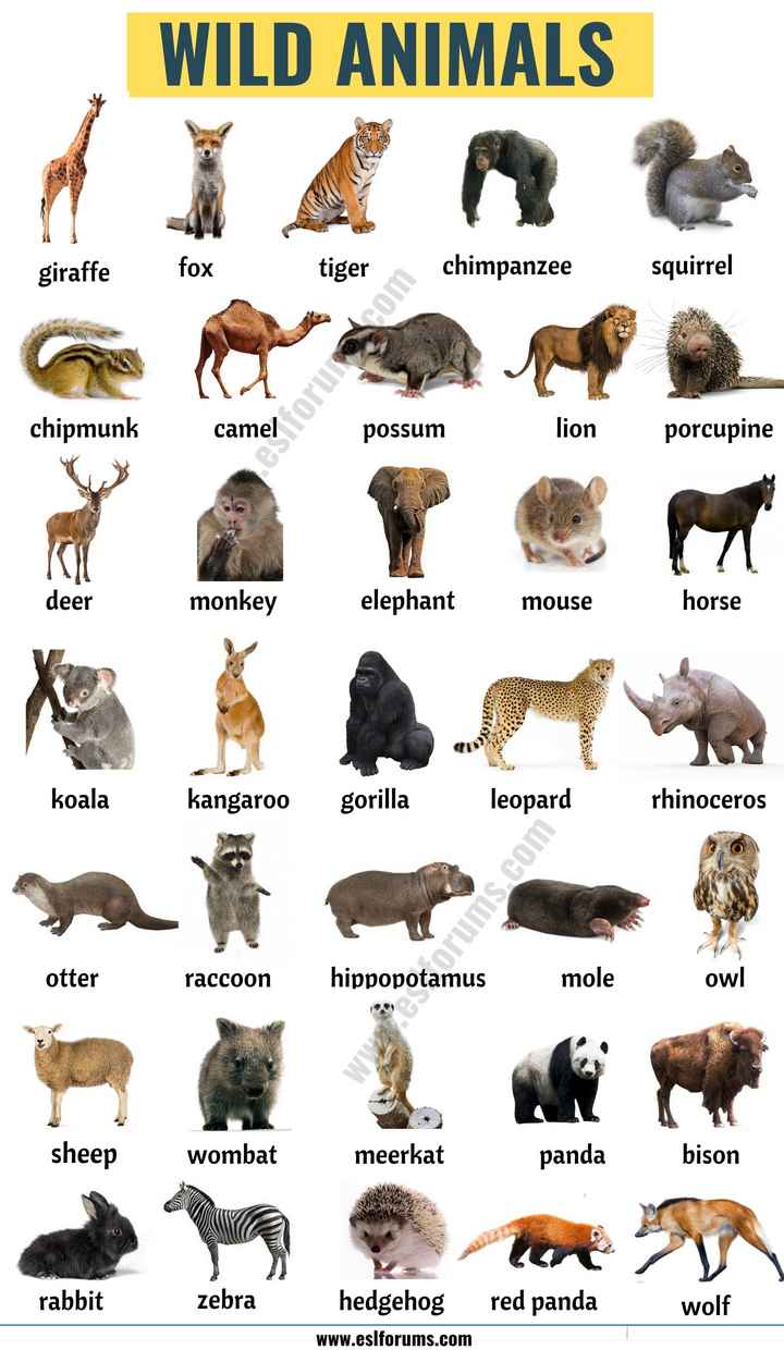 animals name teachs Images • padai ka guru (@1151083209) on ShareChat