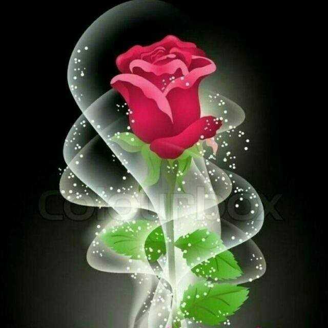 rose wallpaper Images  Mahendra Maurya mahendra151297 on ShareChat