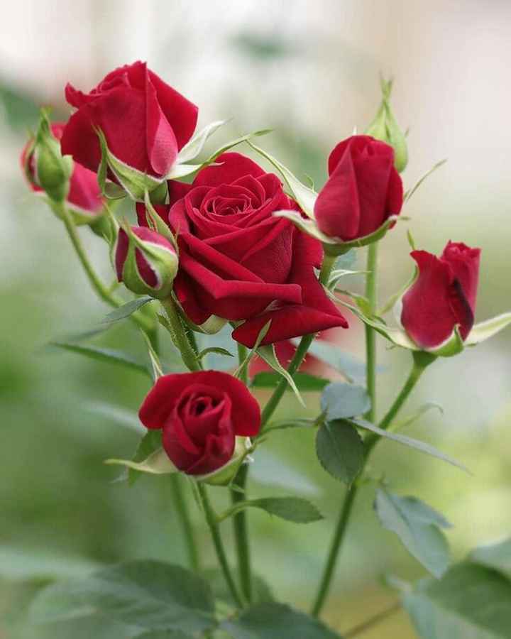 red rose flowers  Videos   53626061 on ShareChat