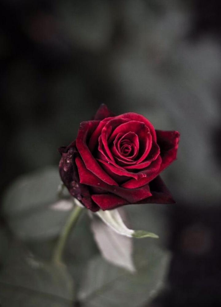 Beautiful Rose flowers Images  User 594669431 on ShareChat