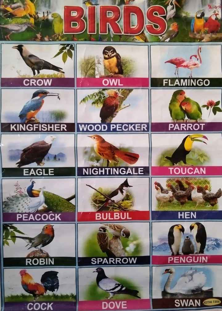 birds name Images • ᏦᎥᏁᎶ ᏰᏂᏗᏒᎴᏇᏗᏠ (@841822956) on ShareChat