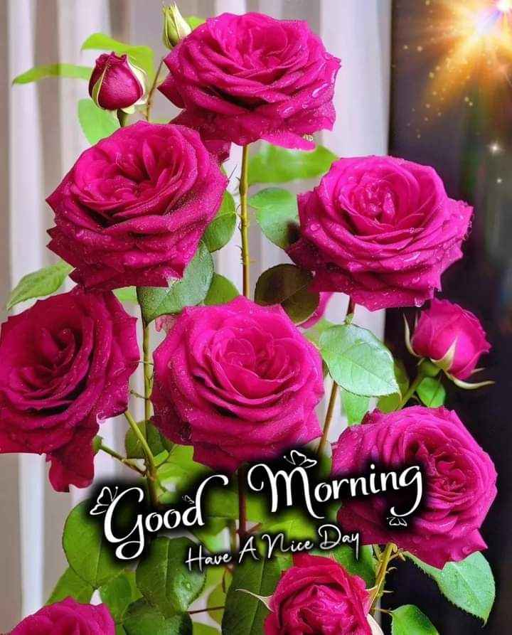 good morning friend have a great day