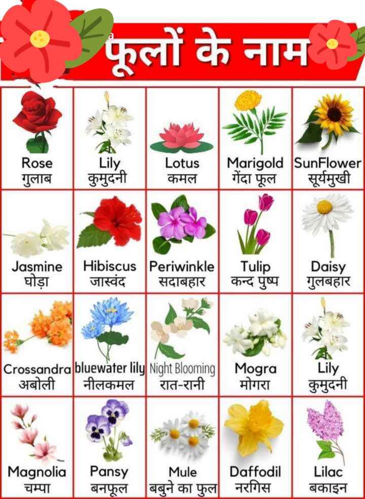 Flower Name Hindi English Images