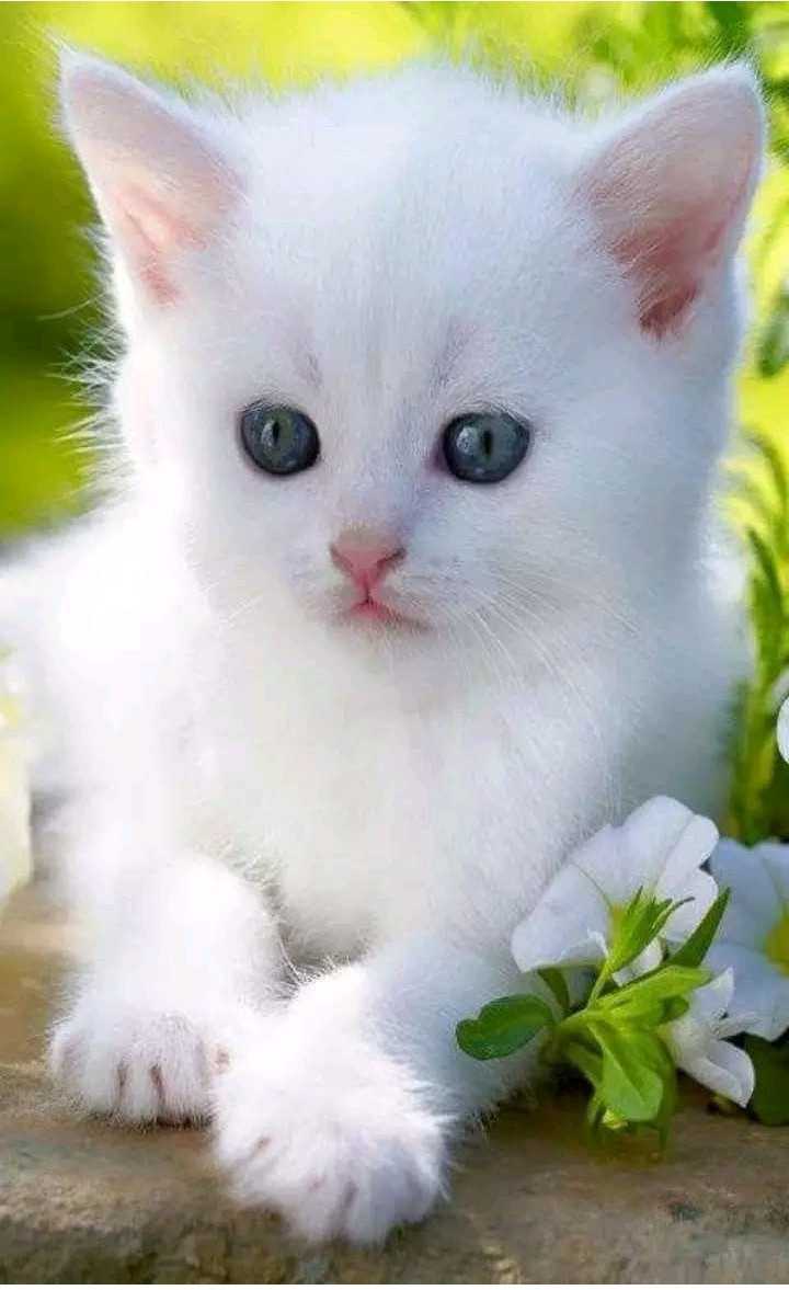 cute animals • ShareChat Photos and Videos