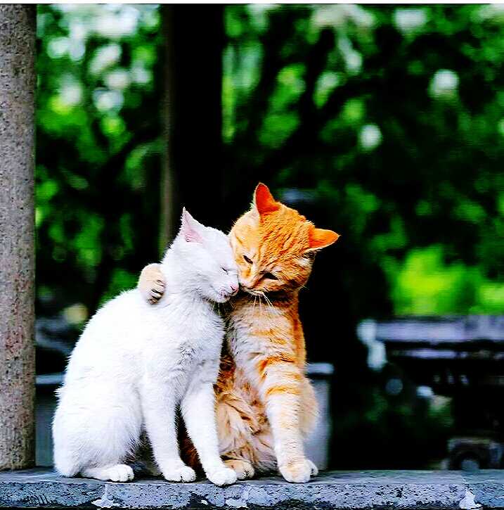 cute cat love Images • sandeep prajapat (@2134109871) on ShareChat