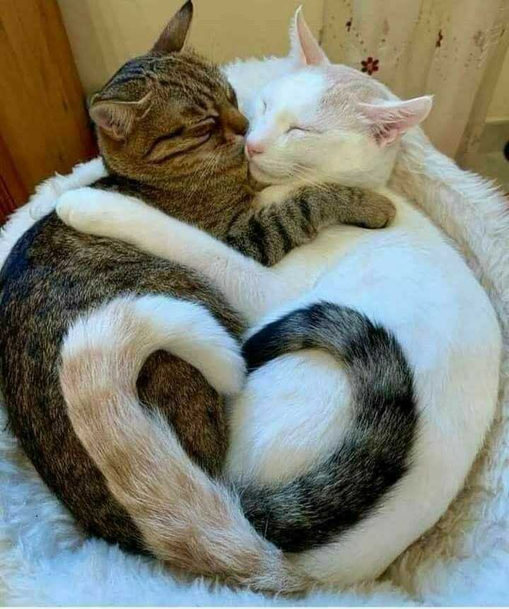 cute cat love Images • sana khan (@2256337761) on ShareChat