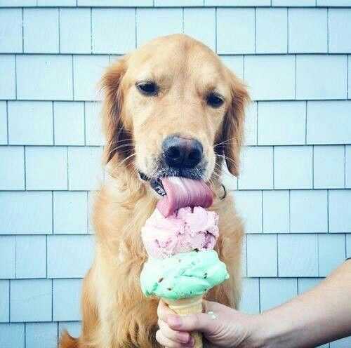 Cute dog eating ice hot sale cream