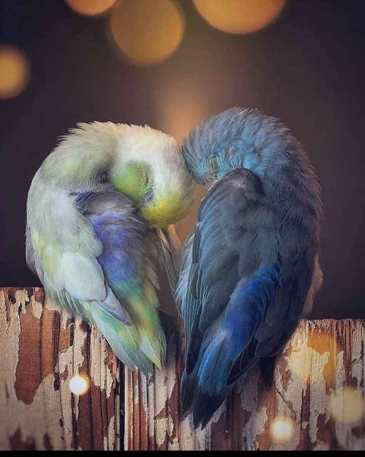 sweet love birds wallpapers