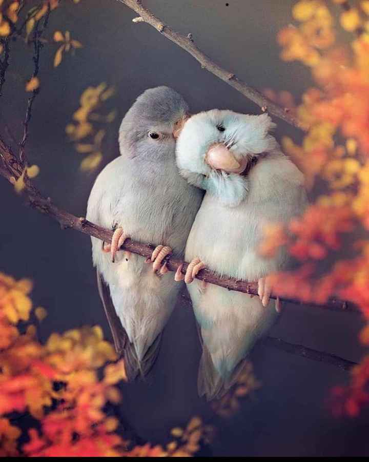 sweet love birds wallpapers