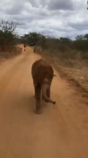africanelephant Videos • Animal Planet (@animal_planet) on ShareChat