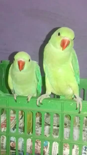 parrot Babloo #parrot Babloo video Parrot Babloo - ShareChat - Funny,  Romantic, Videos, Shayari, Quotes