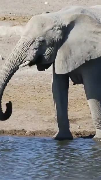 africanelephant Videos • Animal Planet (@animal_planet) on ShareChat