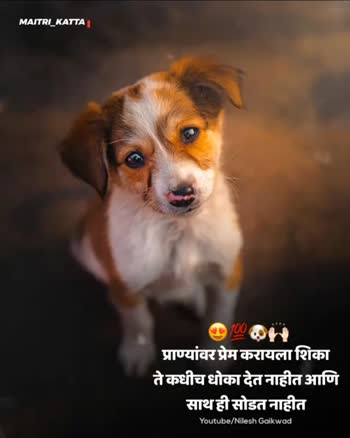animal lover • ShareChat Photos and Videos
