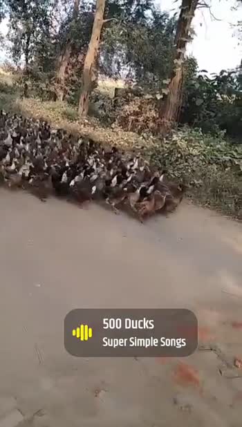 500 Ducks  Super Simple Songs