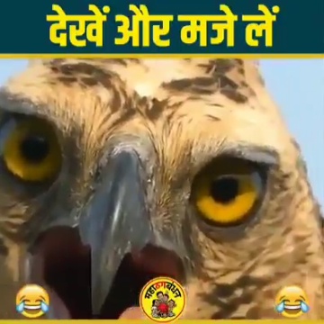 Funny Video in Hindi • ShareChat Photos and Videos