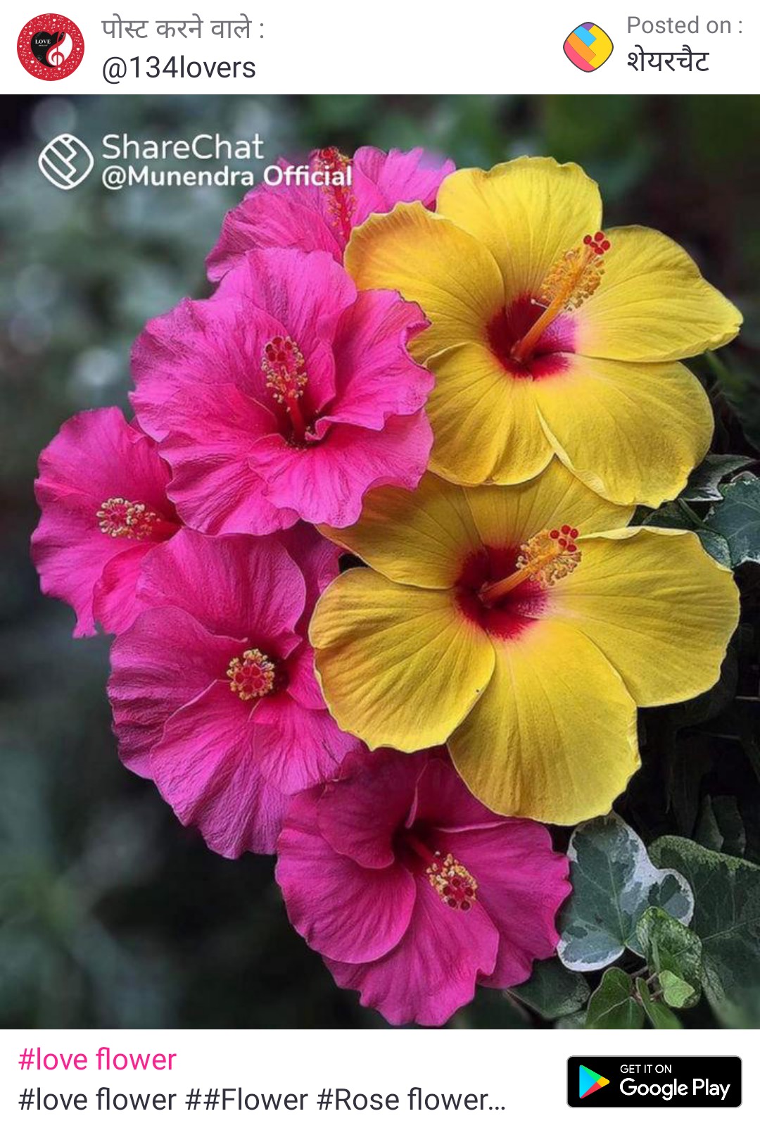 whatsapp flower dp  Images • Divya sahu ...