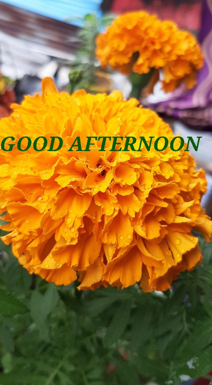 marigold flowers Images • divya (@divya697) on ShareChat