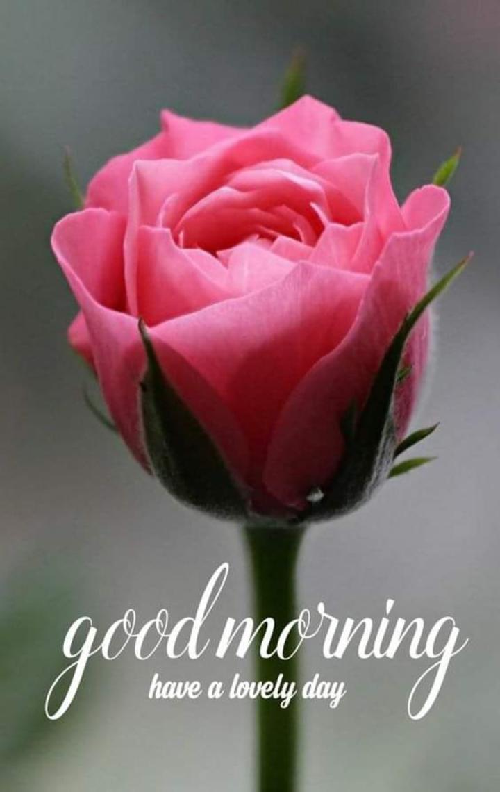 Good Morning with Rose  • ShareChat Photos and Videos