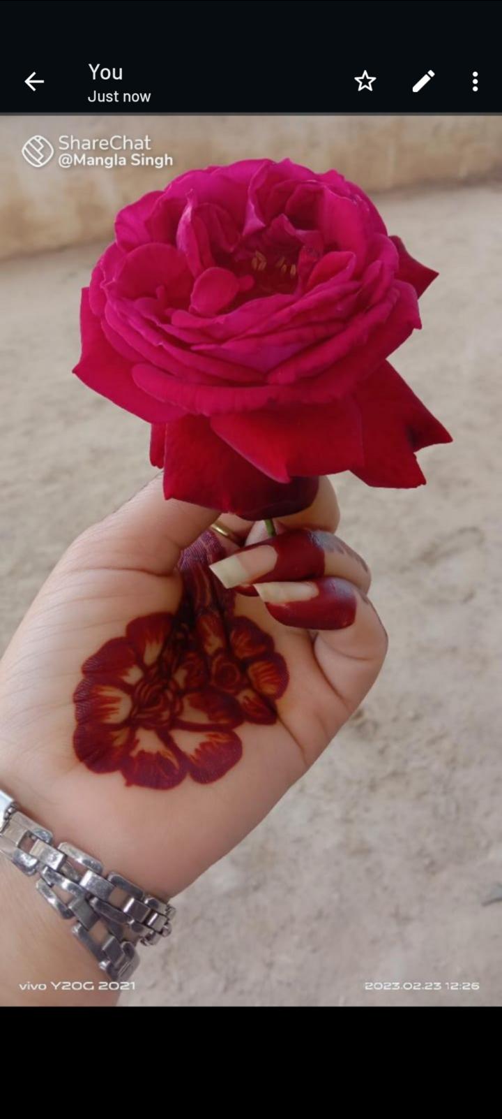 Red Rose - Beautiful, red rose, flowers, HD phone wallpaper | Peakpx
