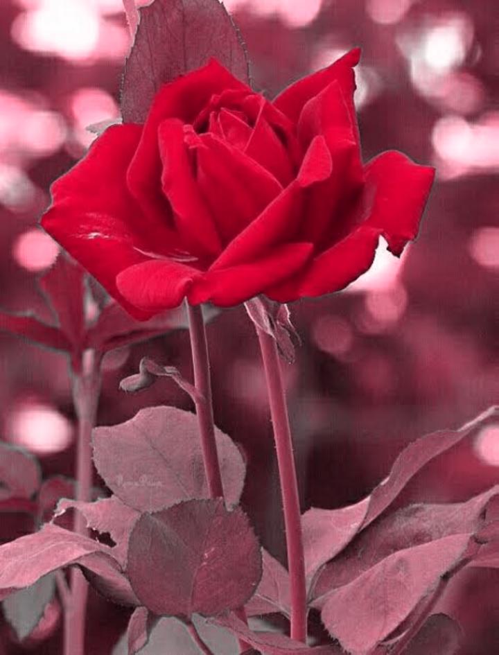 rose🌹#flower# #red flower.#rose#🌹🌹🌹 Images • 