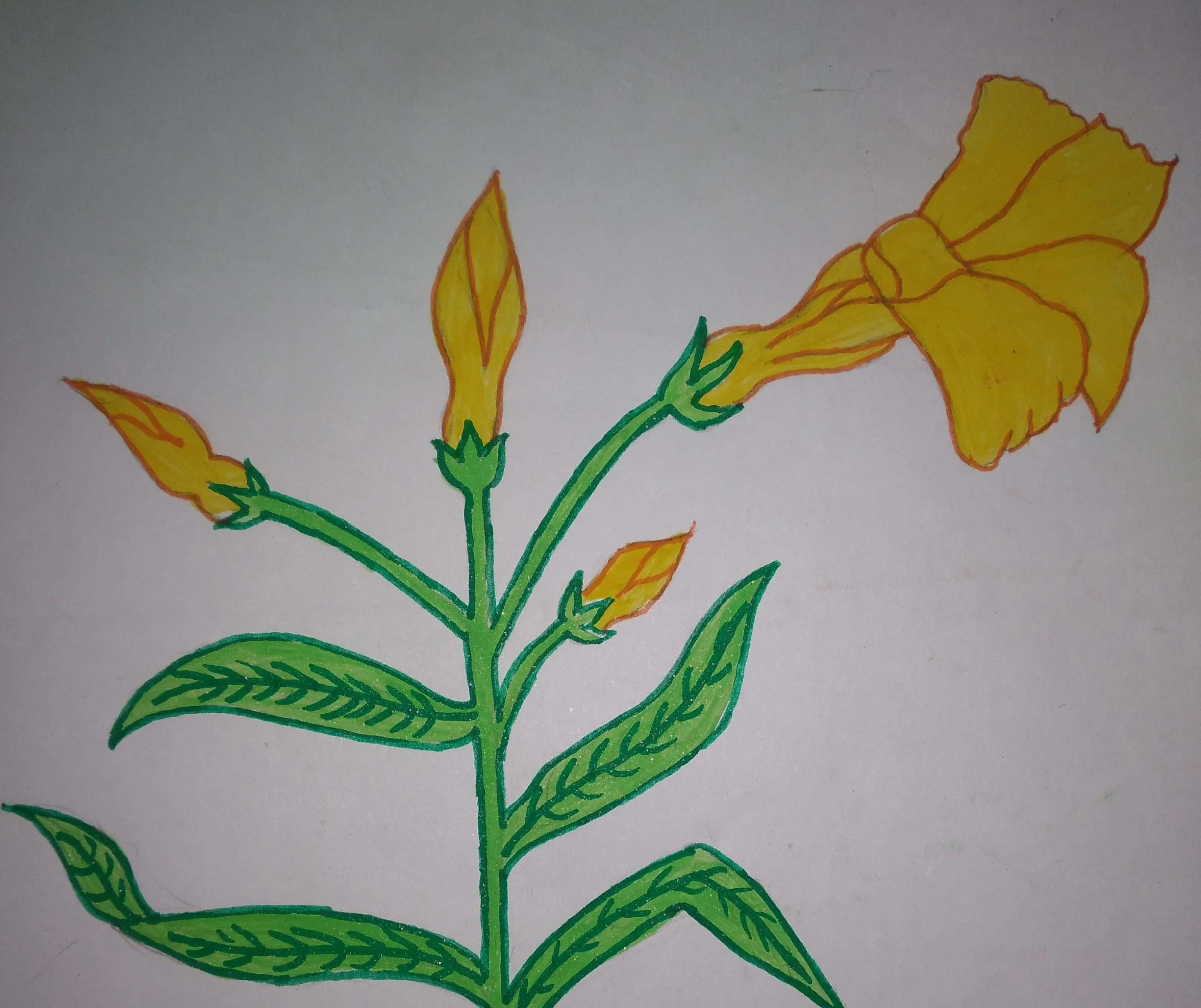Amit Fine Art - Yellow Oleander Flower #Water... | Facebook