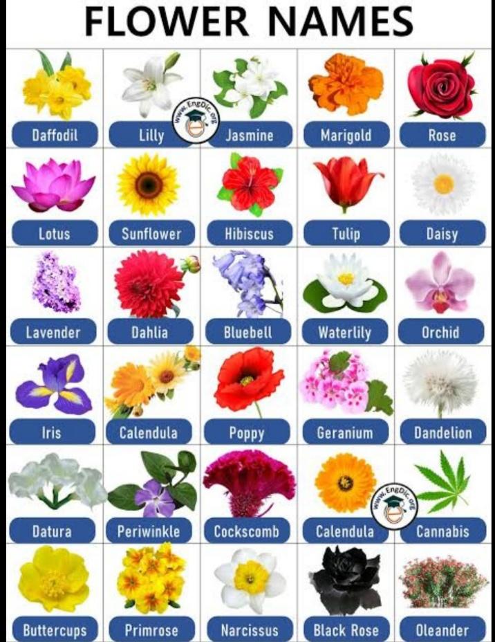 list of flower names